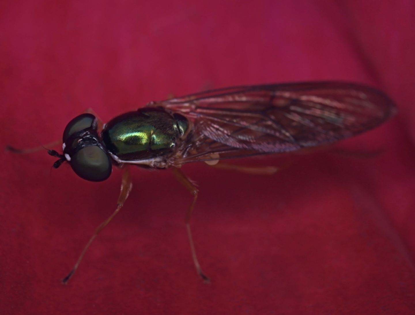 Stratiomyidae: Sargus bipunctatus